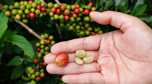 Unlocking Coffee Fruit's Superpowers: A Comprehensive Guide to Health Benefits