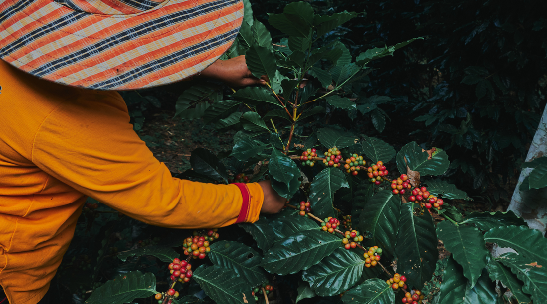 From Waste to Wonder: The Coffee Fruit Revolution!